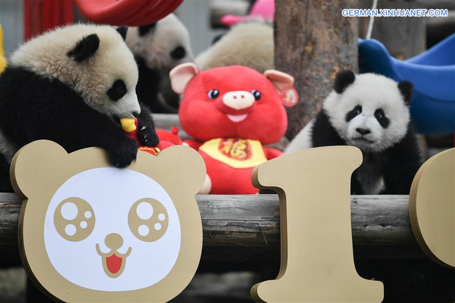 CHINA-SICHUAN-GIANT PANDA-SPRING FESTIVAL (CN)