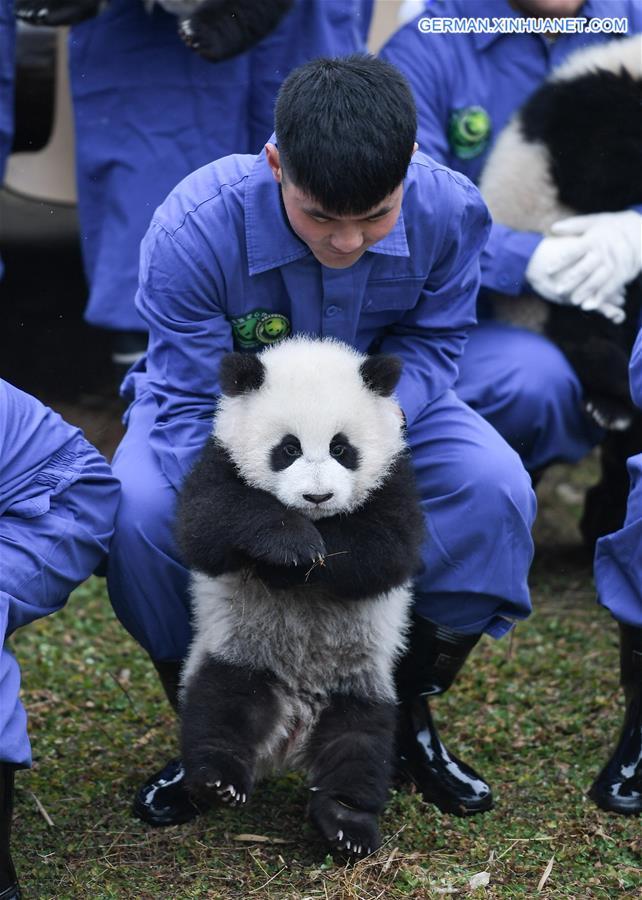 CHINA-SICHUAN-GIANT PANDA-SPRING FESTIVAL (CN)