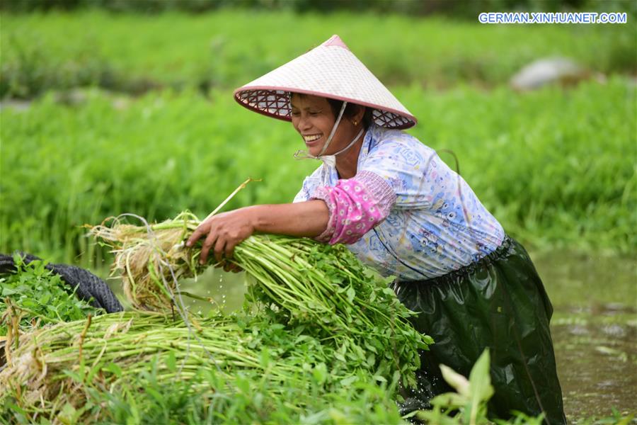 #CHINA-QIONGHAI-FARMING-VEGETABLE (CN)