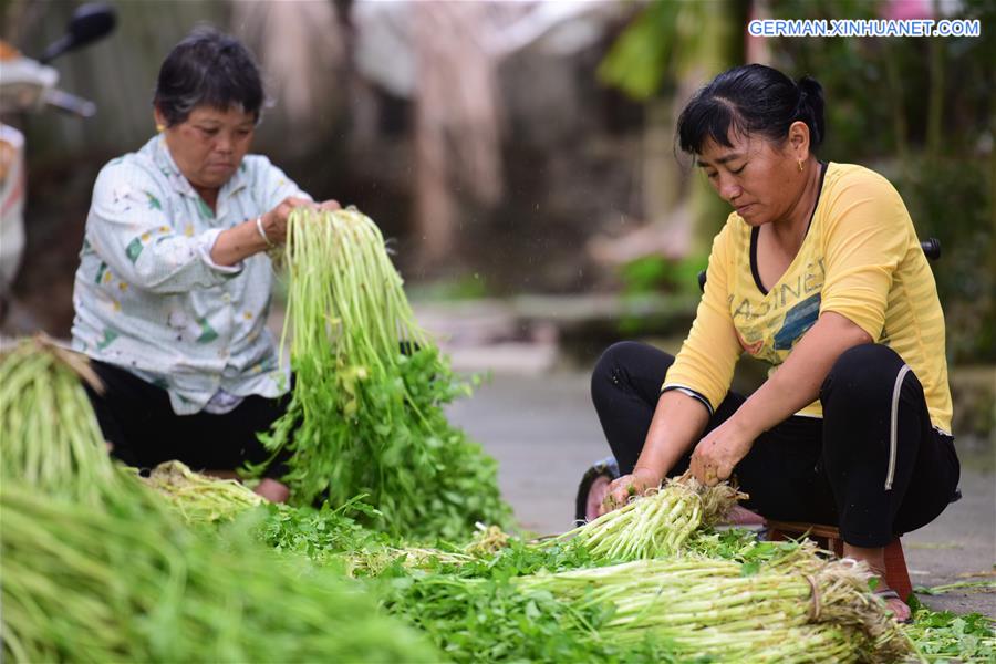 #CHINA-QIONGHAI-FARMING-VEGETABLE (CN)