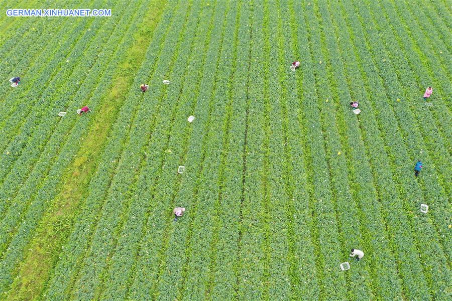 #CHINA-FARM WORK (CN)