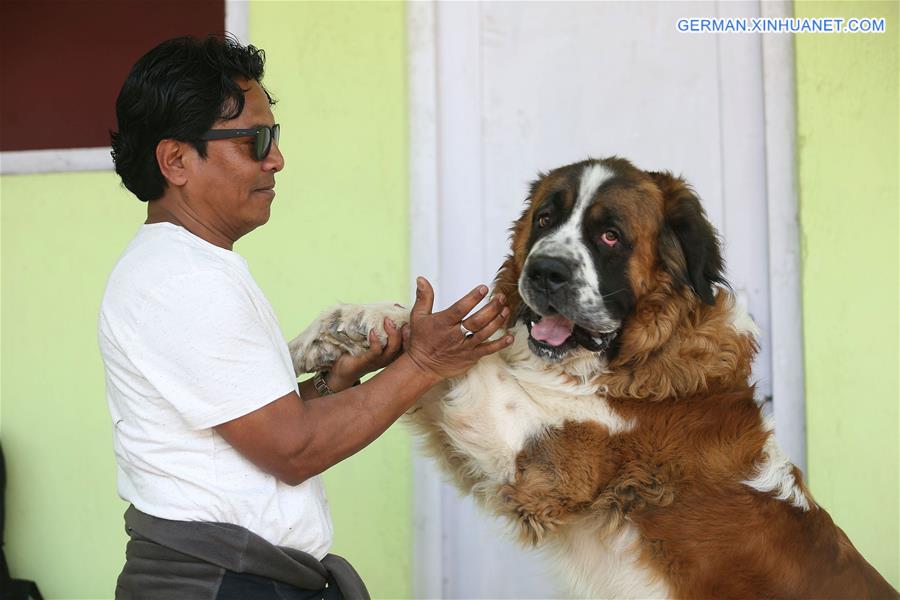 NEPAL-KATHMANDU-DOG SHOW