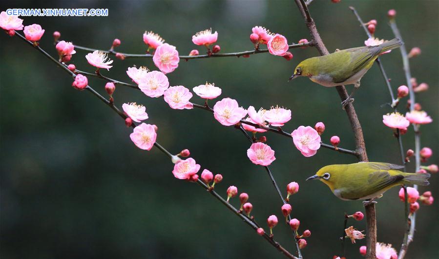#CHINA-SPRING-SCENERY-BIRDS AND FLOWERS (CN)