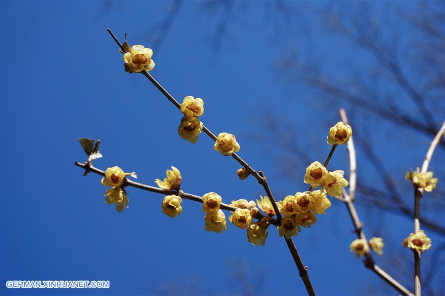 CHINA-BEIJING-SPRING-FLOWERS (CN)