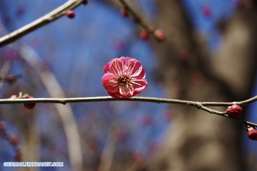 CHINA-BEIJING-SPRING-FLOWERS (CN)