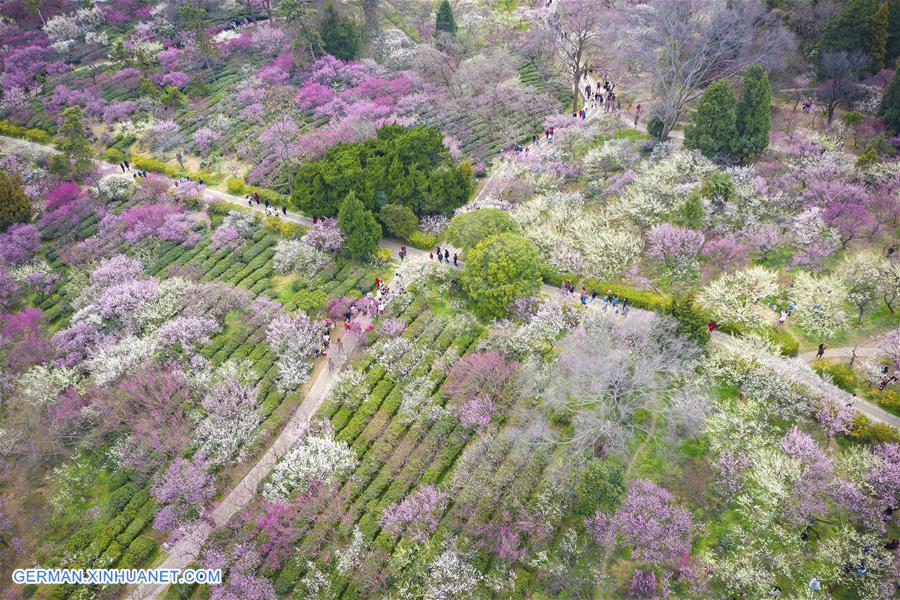 #CHINA-JIANGSU-NANJING-SPRING-FLOWERS (CN)