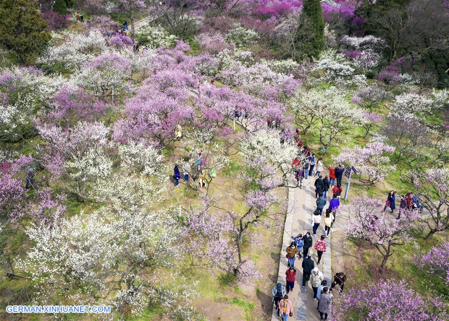 #CHINA-JIANGSU-NANJING-SPRING-FLOWERS (CN)