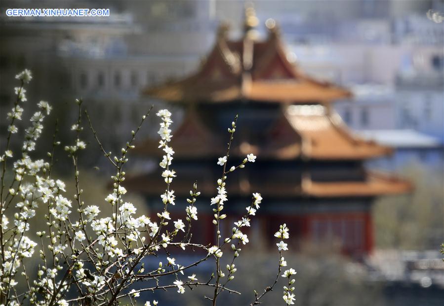 #CHINA-BEIJING-PEACH BLOSSOMS (CN)