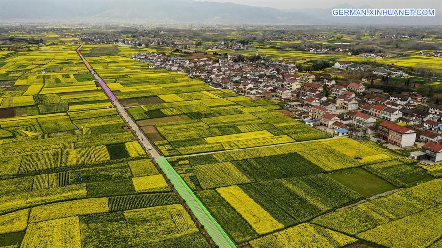CHINA-SHAANXI-SPRING-COLE FLOWERS (CN)