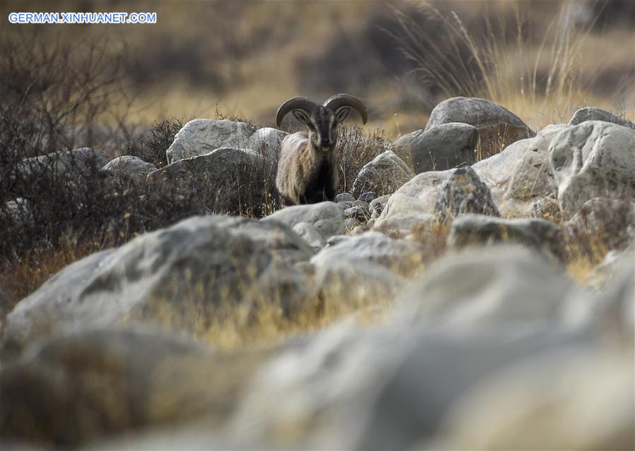 CHINA-NINGXIA-HELAN MOUNTAIN-BHARAL (CN)