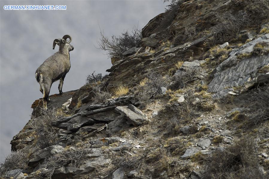 CHINA-NINGXIA-HELAN MOUNTAIN-BHARAL (CN)