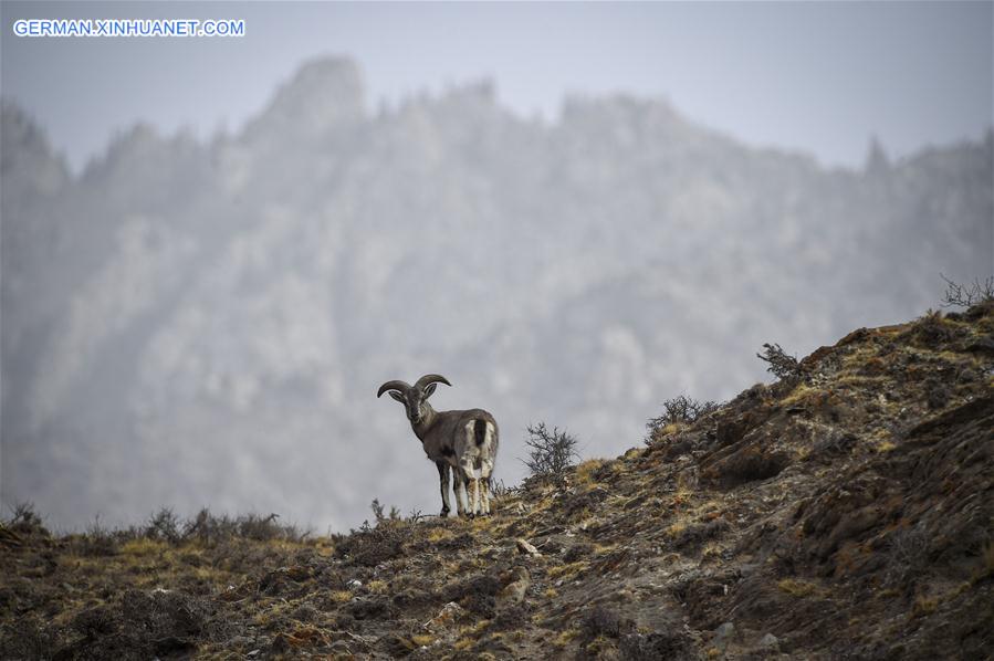 CHINA-NINGXIA-HELAN MOUNTAIN-BHARAL (CN)