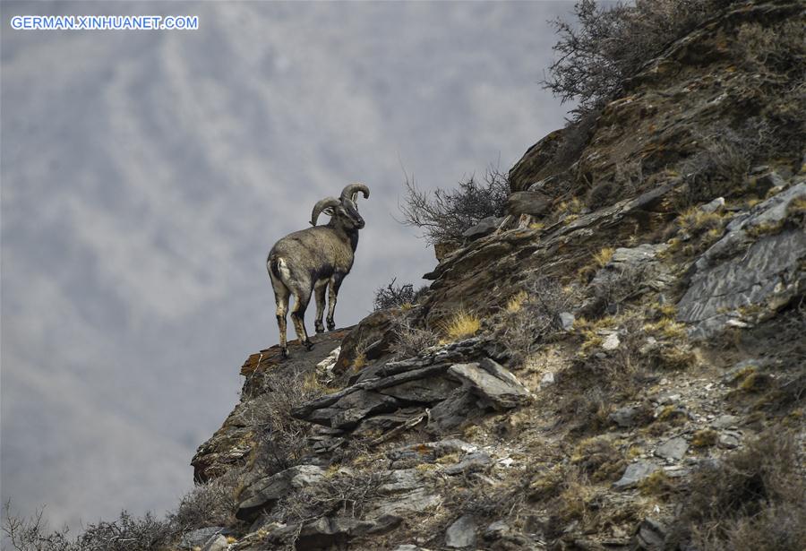 CHINA-NINGXIA-HELAN MOUNTAIN-BHARAL (CN)