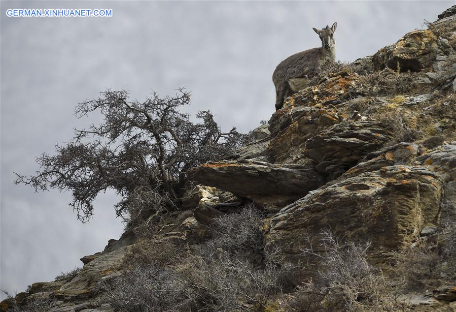 CHINA-NINGXIA-HELAN MOUNTAIN-BHARAL (CN)