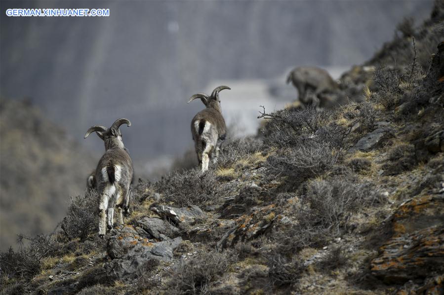 CHINA-NINGXIA-HELAN MOUNTAIN-BHARAL (CN)