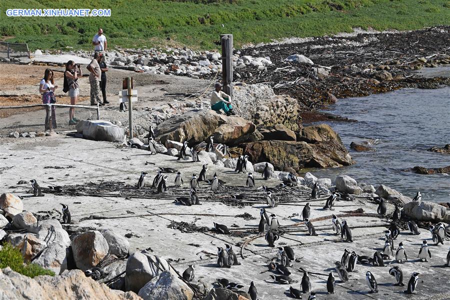 Pinguine in Südafrika aus der Nähe beobachten