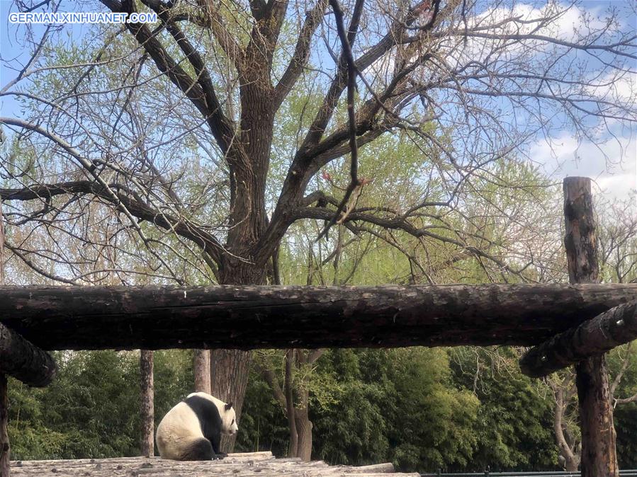 (BeijingCandid) CHINA-BEIJING-SPRING-ANIMAL (CN)