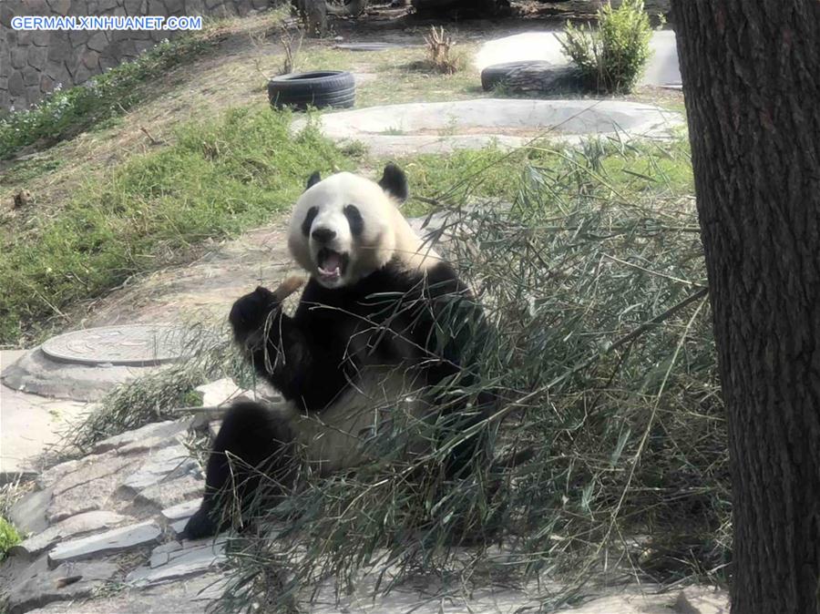 (BeijingCandid) CHINA-BEIJING-SPRING-ANIMAL (CN)