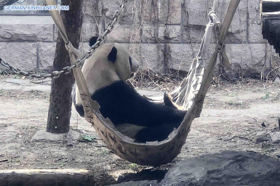 (BeijingCandid) CHINA-BEIJING-SPRING-ANIMAL (CN)