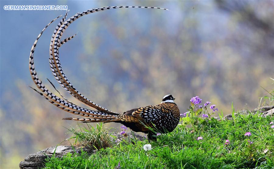 CHINA-HUBEI-WILDLIFE-REEVES'S PHEASANT (CN)