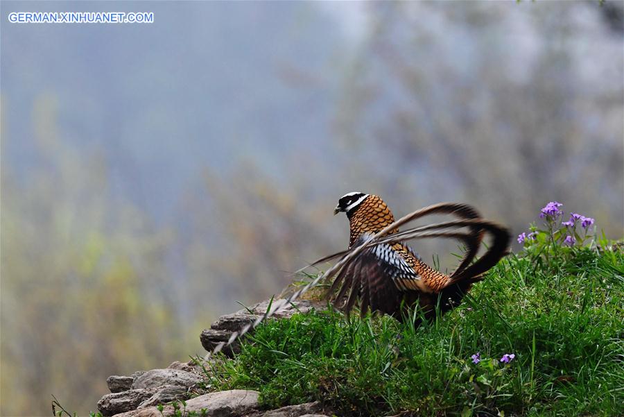 CHINA-HUBEI-WILDLIFE-REEVES'S PHEASANT (CN)