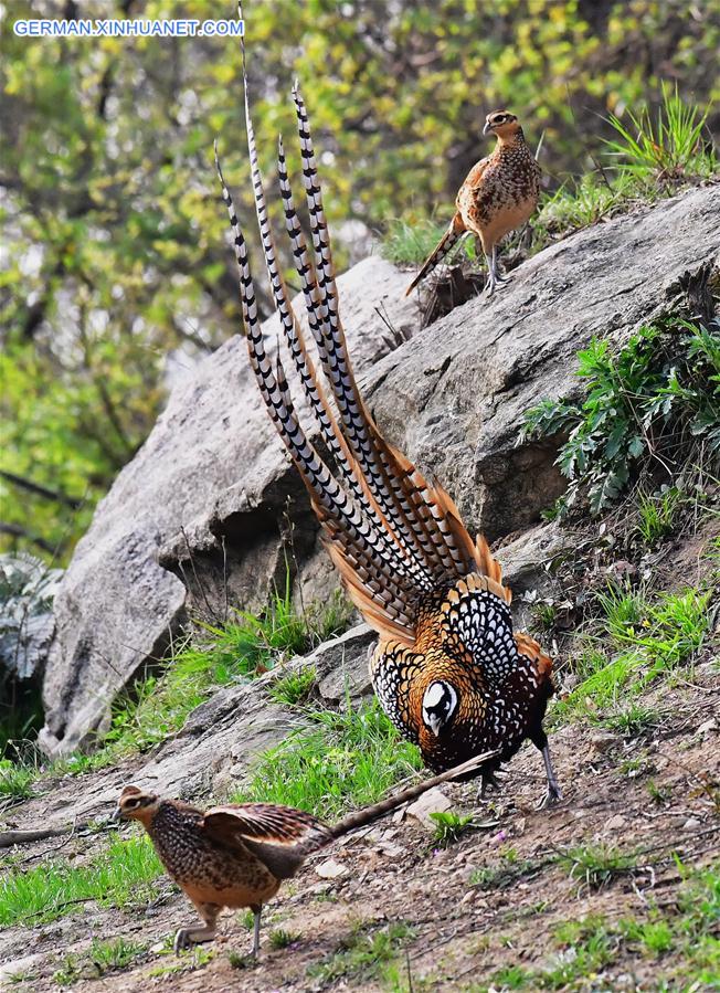 CHINA-HUBEI-WILDLIFE-REEVES'S PHEASANT (CN)