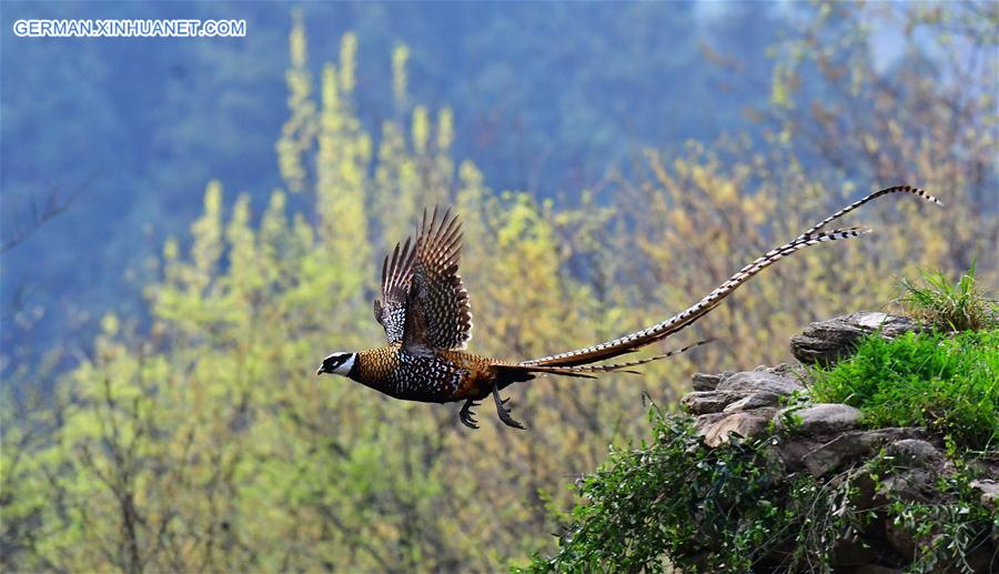 CHINA-HUBEI-WILDLIFE-REEVES'S PHEASANT (CN)