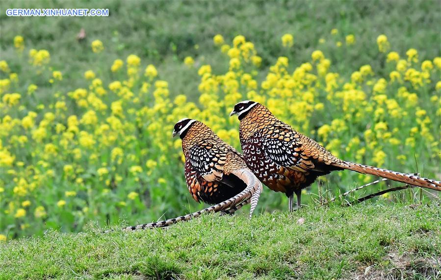CHINA-HUBEI-WILDLIFE-REEVES'S PHEASANT (CN)