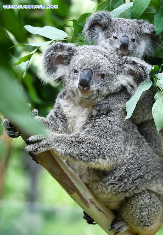 CHINA-GUANGZHOU-KOALA (CN)