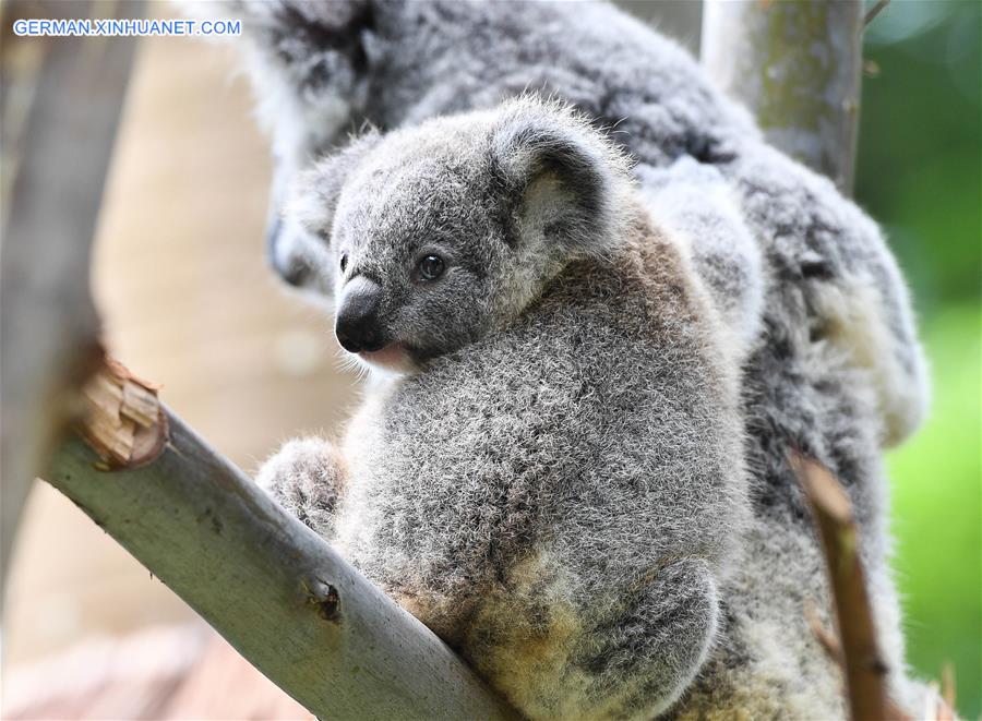 CHINA-GUANGZHOU-KOALA (CN)