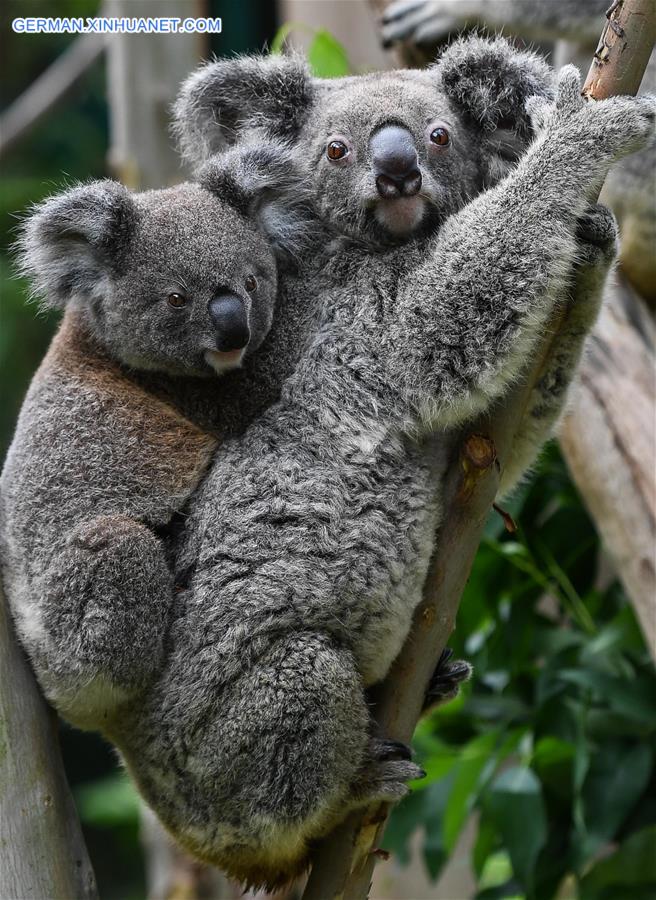 CHINA-GUANGZHOU-KOALA (CN)