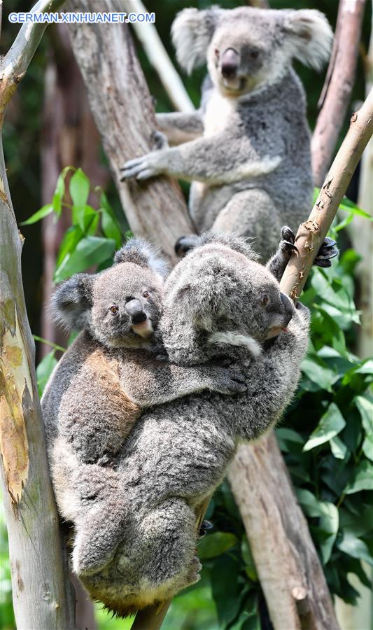 CHINA-GUANGZHOU-KOALA (CN)