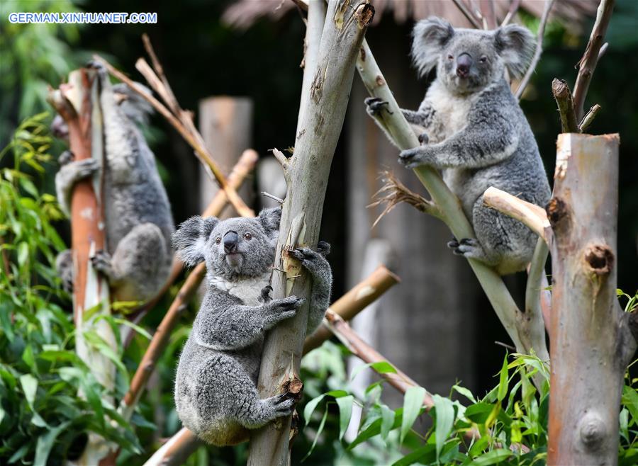 CHINA-GUANGZHOU-KOALA (CN)