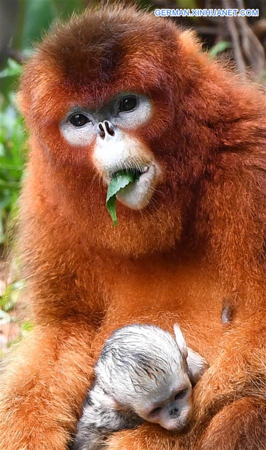 CHINA-GUANGZHOU-GOLDEN SNUB-NOSED MONKEY-NEWBORN (CN)