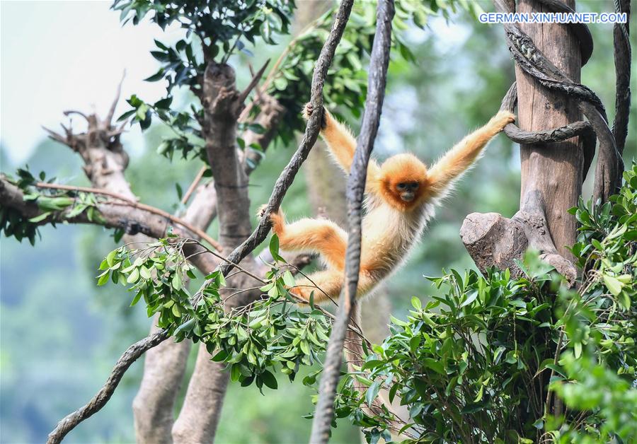 CHINA-GUANGZHOU-GOLDEN SNUB-NOSED MONKEY-NEWBORN (CN)