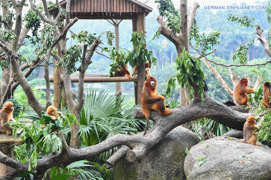 CHINA-GUANGZHOU-GOLDEN SNUB-NOSED MONKEY-NEWBORN (CN)