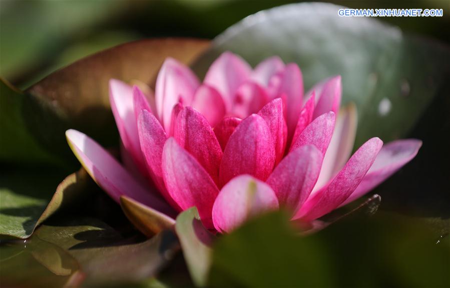 #CHINA-WATER LILY-BLOSSOM (CN)