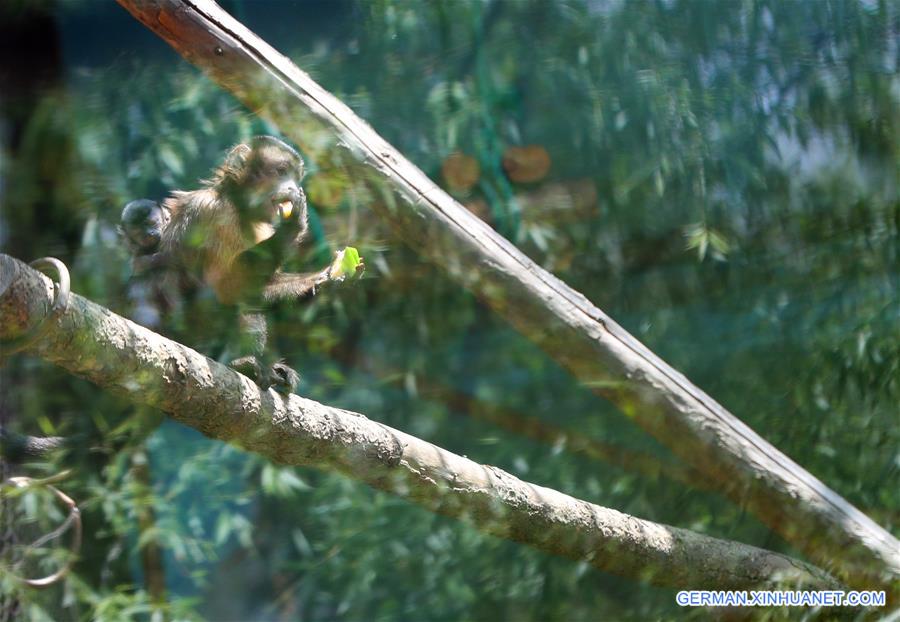 CHINA-SHENYANG-FOREST ZOOLOGICAL GARDEN-ANIMAL CUBS(CN)