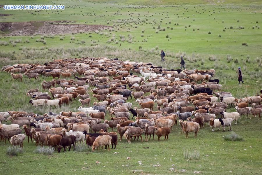 CHINA-XINJIANG-SUMMER PASTURE-SHEEPSHEARING (CN)