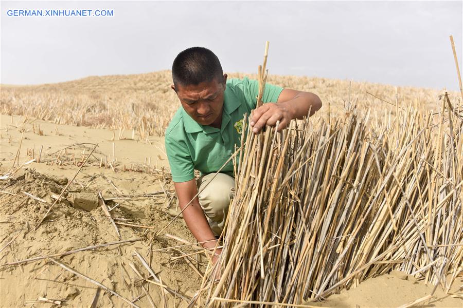 CHINA-XINJIANG-YULI-DESERT CONTROL (CN)
