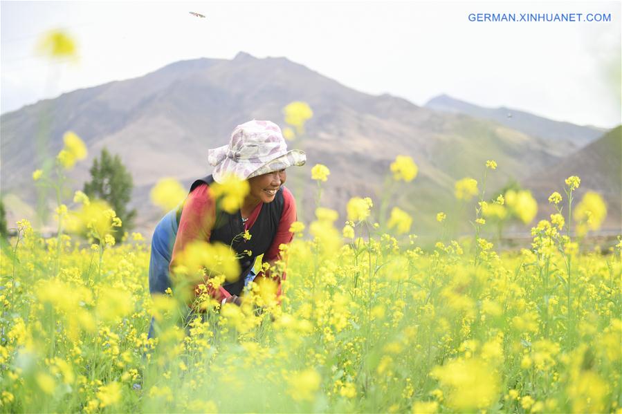 CHINA-TIBET-COLE FLOWERS (CN)