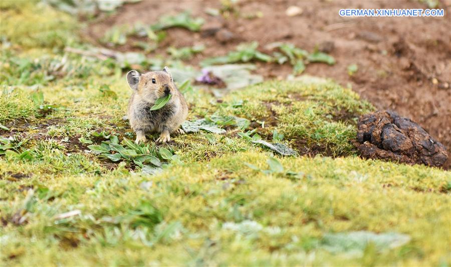 CHINA-TIBET-WILDLIFE-PLATEAU PIKA (CN)