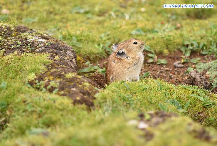 CHINA-TIBET-WILDLIFE-PLATEAU PIKA (CN)