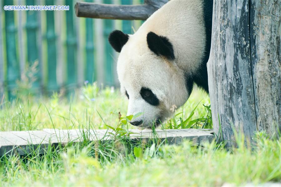 CHINA-HEILONGJIANG-GIANT PANDAS (CN)
