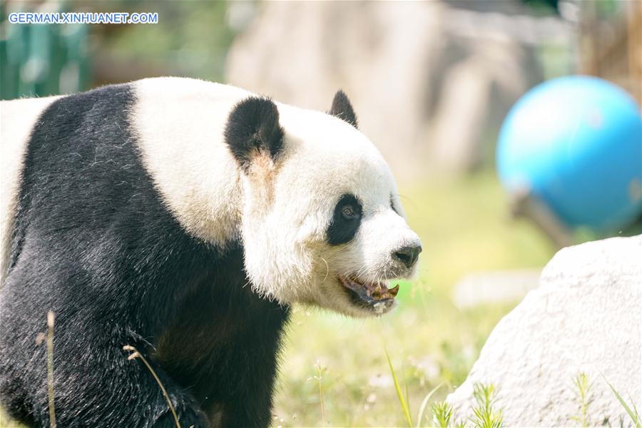 CHINA-HEILONGJIANG-GIANT PANDAS (CN)