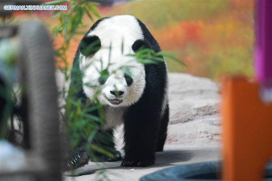 CHINA-HEILONGJIANG-GIANT PANDA-BIRTHDAY (CN)