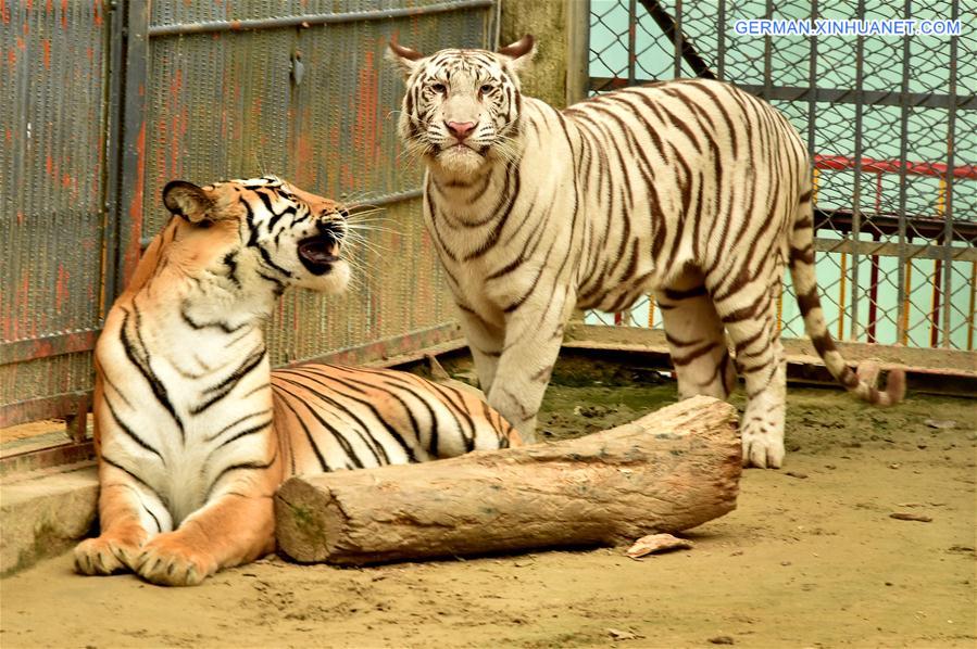 BANGLADESH-CHITTAGONG-ZOO-WHITE ALBINO BENGAL TIGER
