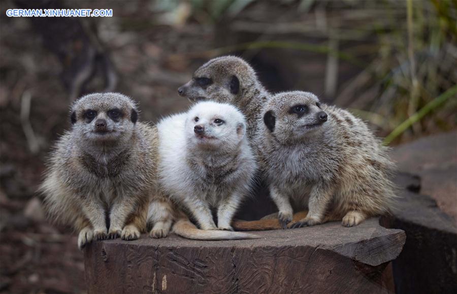 AUSTRALIA-ADELAIDE-ZOO