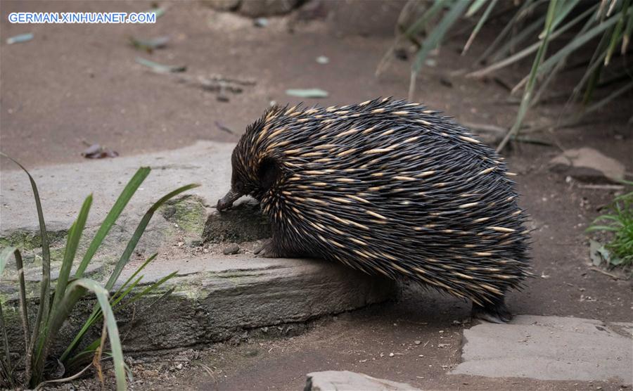 AUSTRALIA-ADELAIDE-ZOO