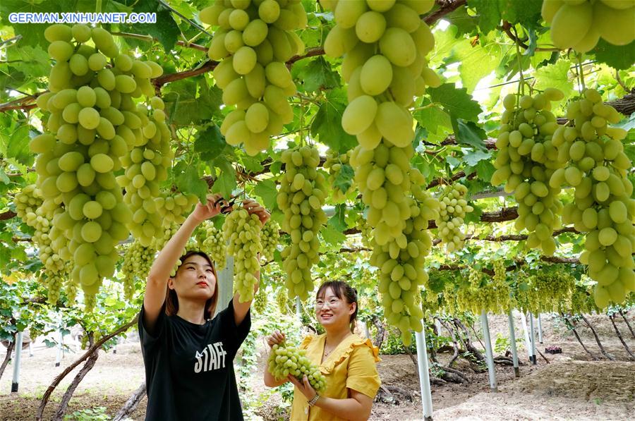 CHINA-HEBEI-HUAILAI-GRAPE PLANTING (CN)